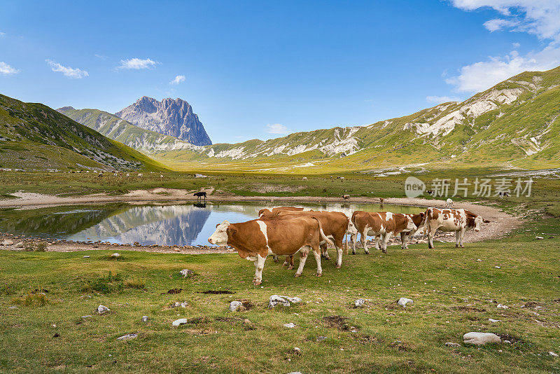 意大利阿布鲁奇，坎波帝王广场，池塘边的一群奶牛