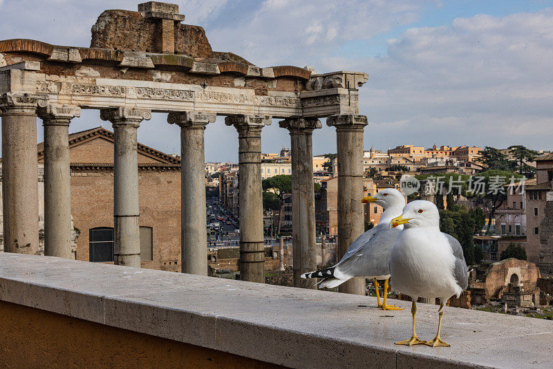 罗马广场旁的罗马海鸥