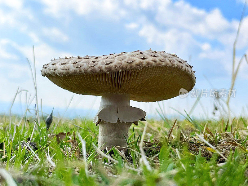 蘑菇特写与清晰的天空背景。