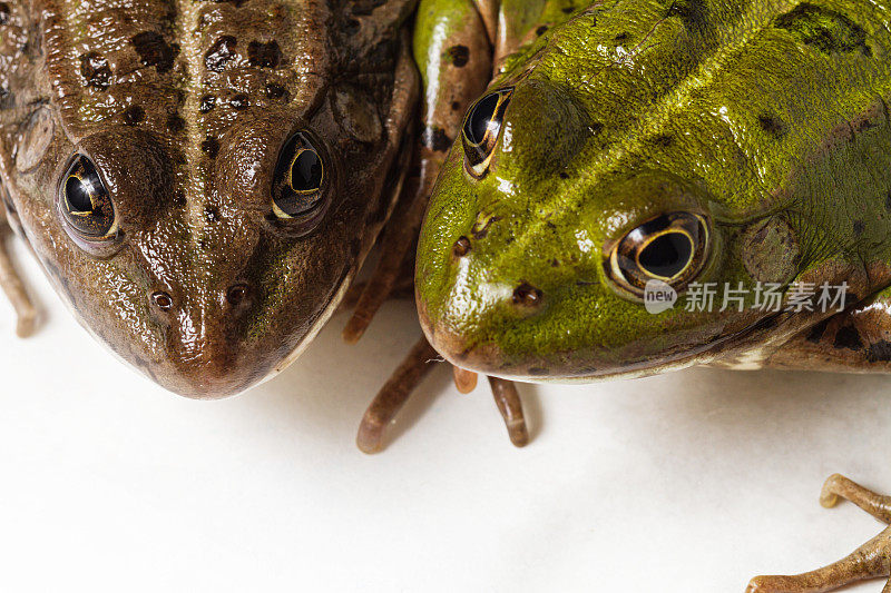 两栖动物肖像:青蛙多样性或生物多样性