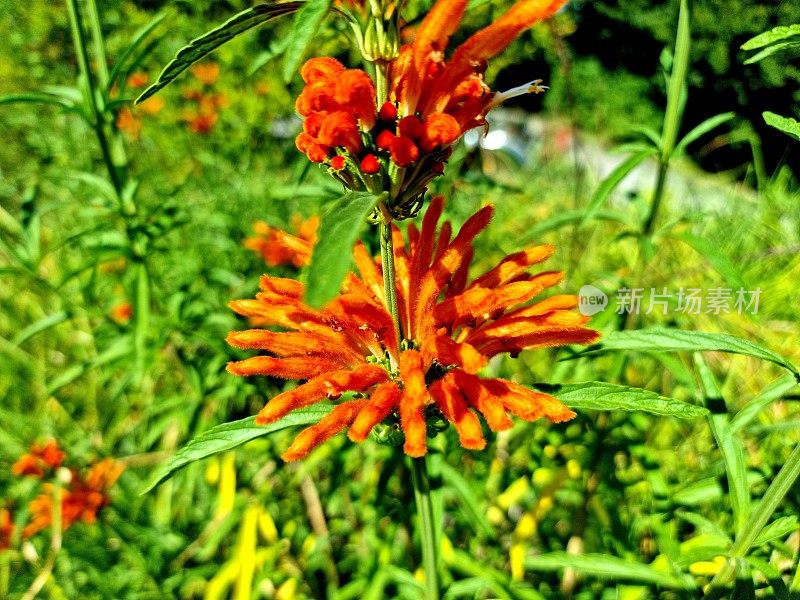 Leonotis(狮子的耳朵)