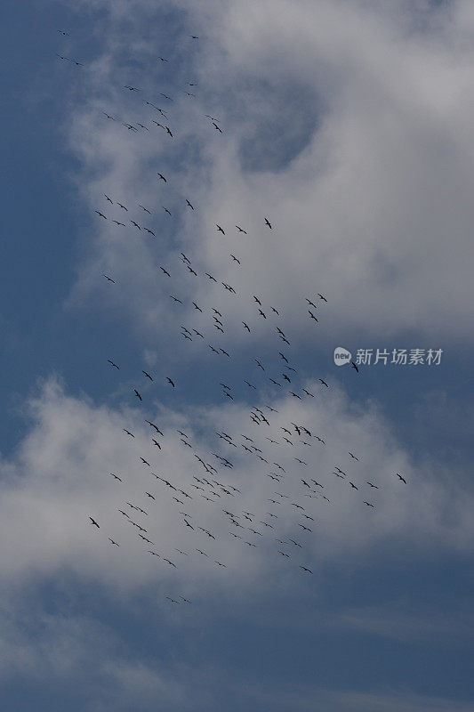 从后面看，一群白色的鹈鹕在蓝天白云中盘旋