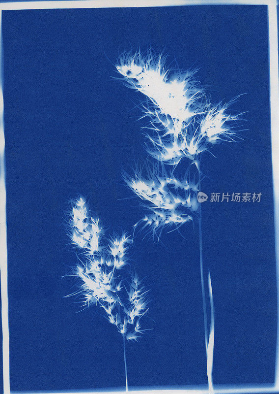 蓝印花机印的球根草，球根草
