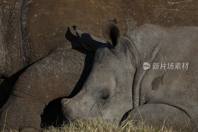 一头小白犀牛睡在妈妈身边的特写镜头