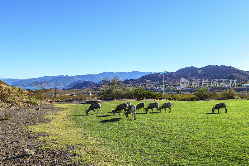 野生沙漠大角羊在当地公园