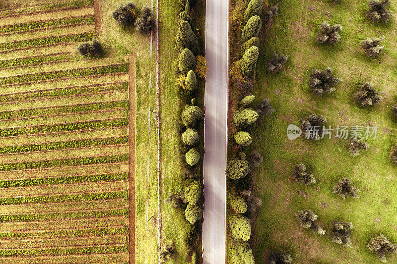 鸟瞰基安蒂地区的柏树之间的乡村道路。