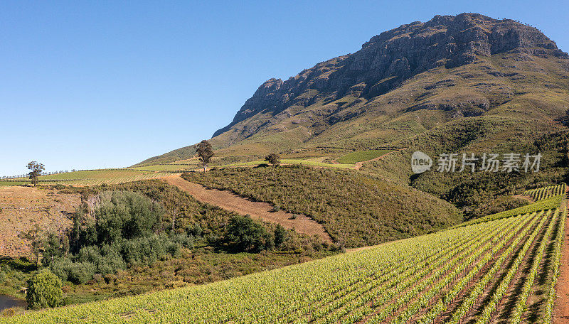 开普敦Stellenbosch上方的绿色葡萄园