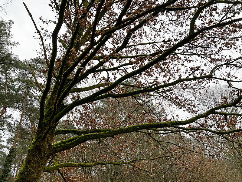 在冬天可以看到引人注目的树梢。