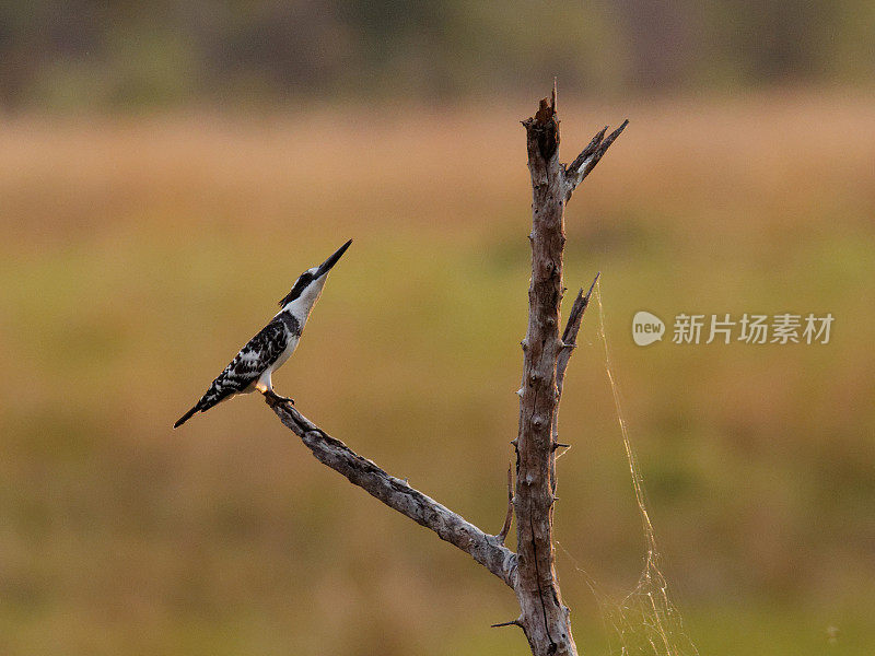 鹦鹉翠鸟