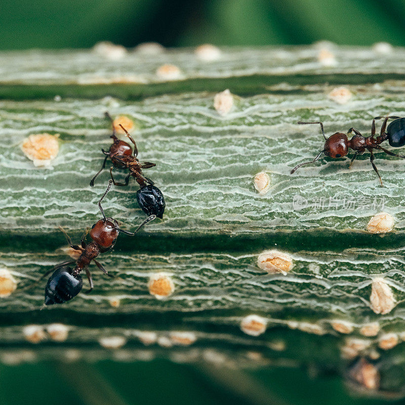 蚂蚁在树上相遇并交流
