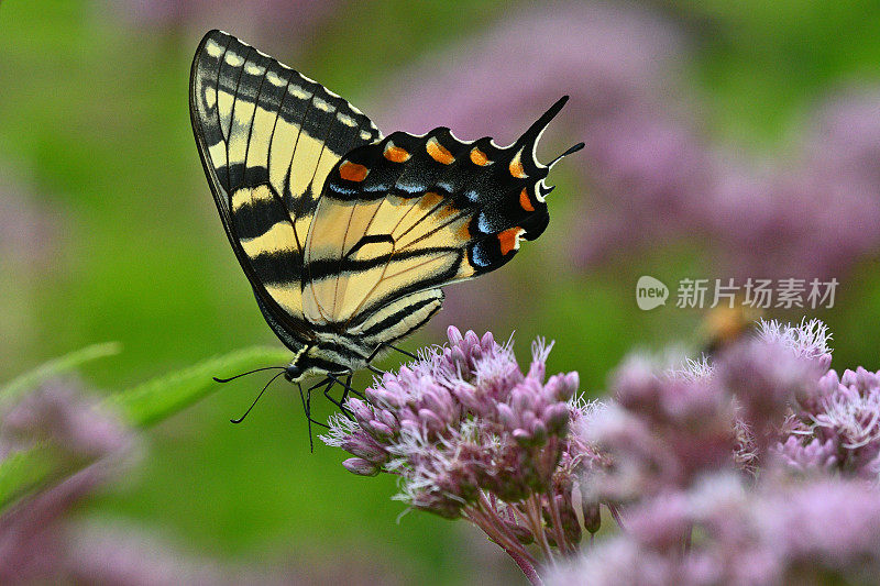 虎燕尾蝶在草上保持平衡