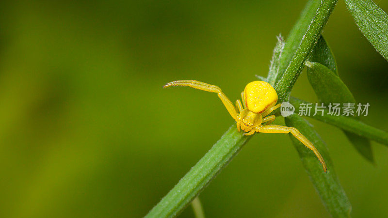 黄花蟹蜘蛛，(米苏那瓦)，蟹蜘蛛，可变多马，茎。