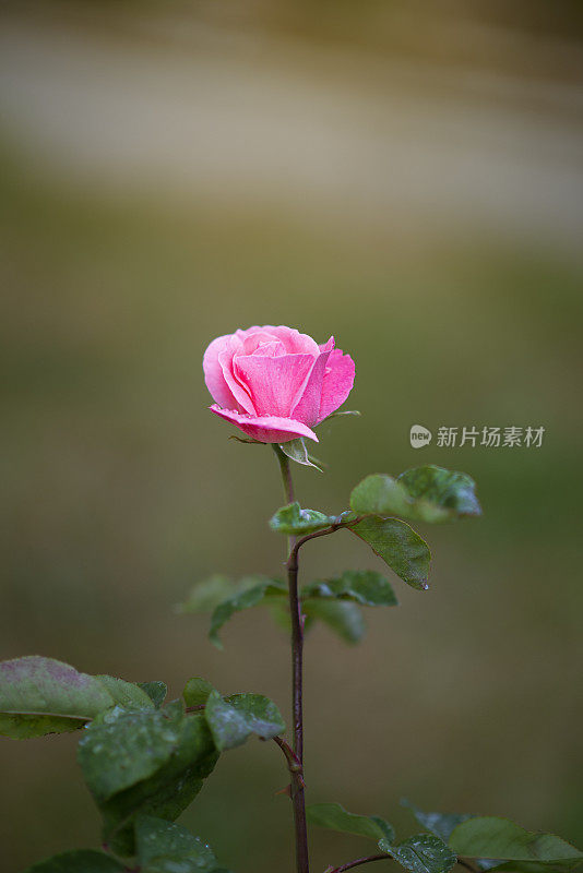 红粉红的玫瑰在雨后绽放