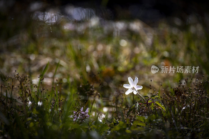 五叶银莲花