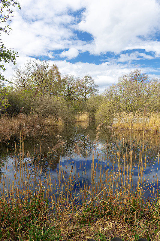英国剑桥郡乡村，一条河流流经沼泽，河边芦苇和树木的田园风光。