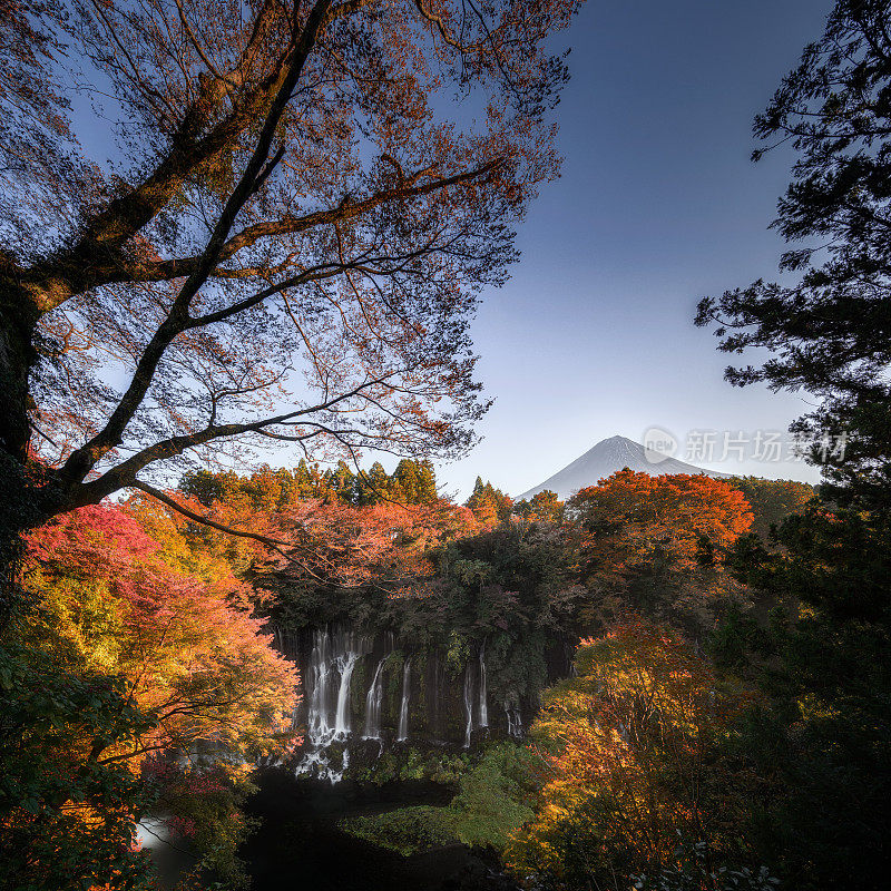 富士山与白藤瀑布在秋天