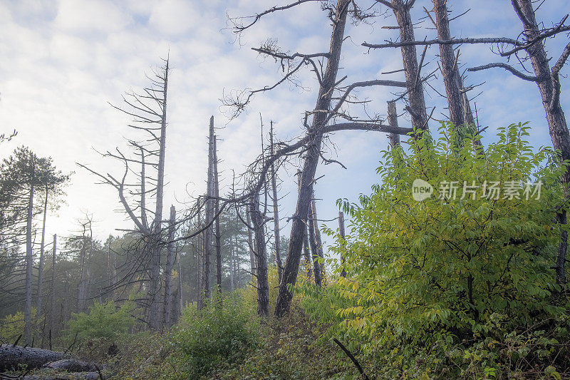 一场暴风雨后的松树林被折断了