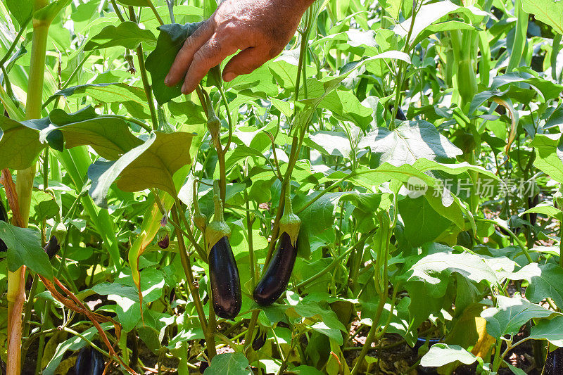 农夫展示菜园里新鲜的有机茄子，用手从花园里的树上摘茄子