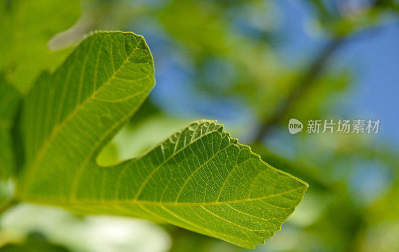 绿色遮羞布的特写和详细镜头