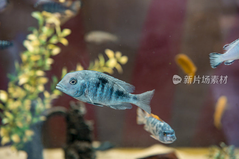 水族馆里美丽的蓝色鱼