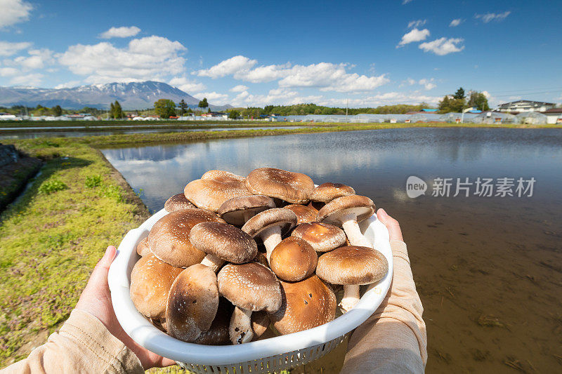 一篮子的香菇与乡村景观