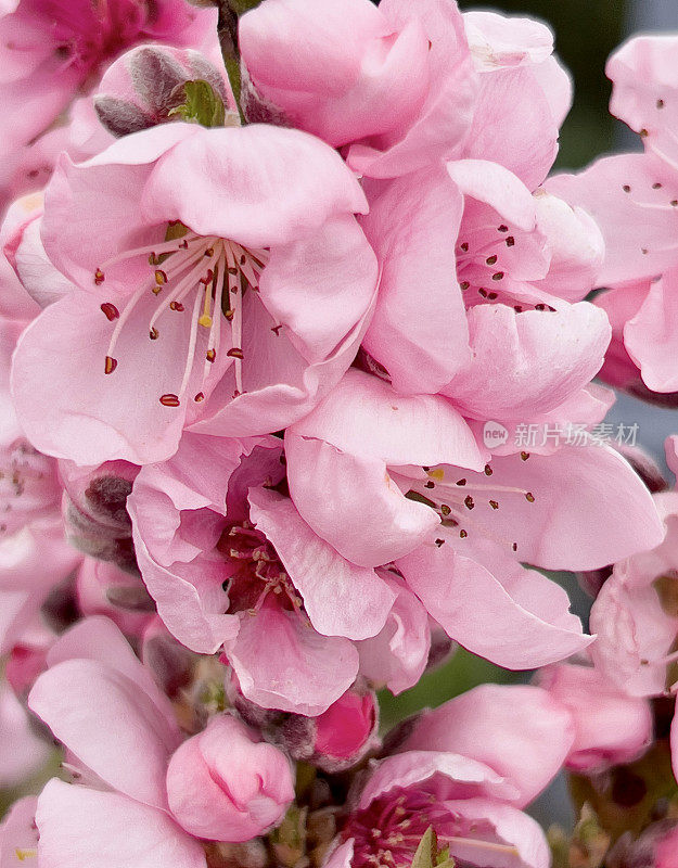 粉红桃花特写