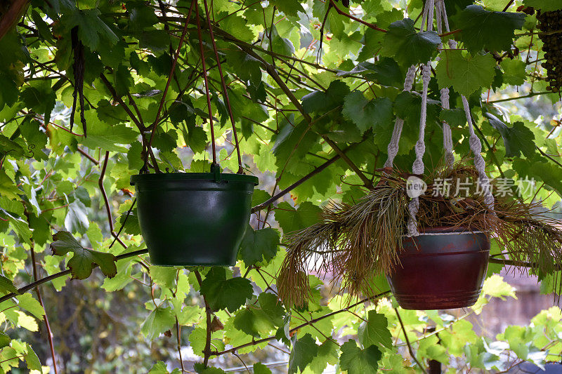 花园里挂着花盆