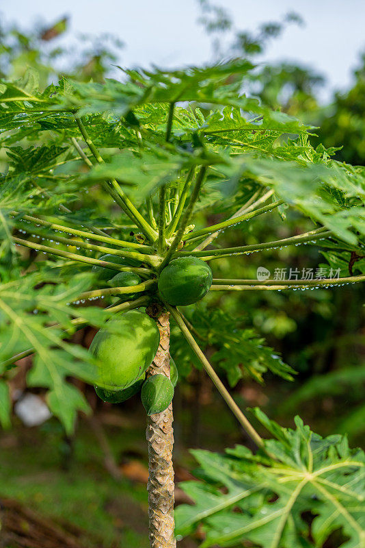 新鲜的本地有机亚洲绿色木瓜果实挂在树上