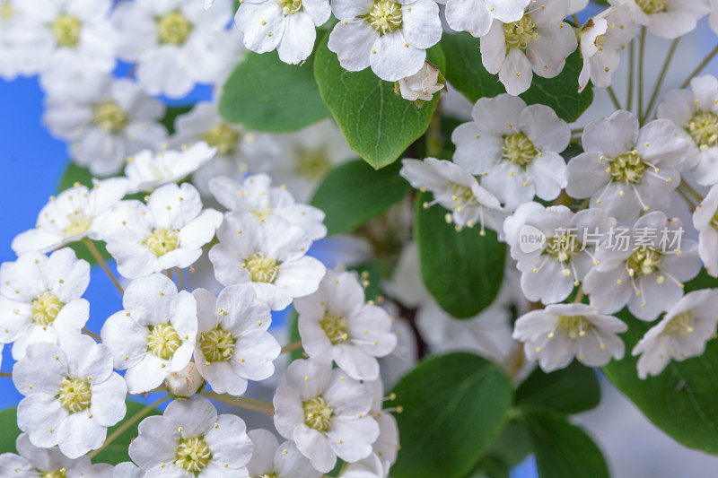 蓝色背景下的刺苹果树花的照片。盛开的山楂花。