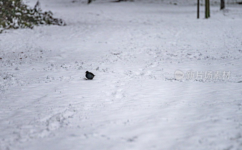 莫尔亨在雪地里