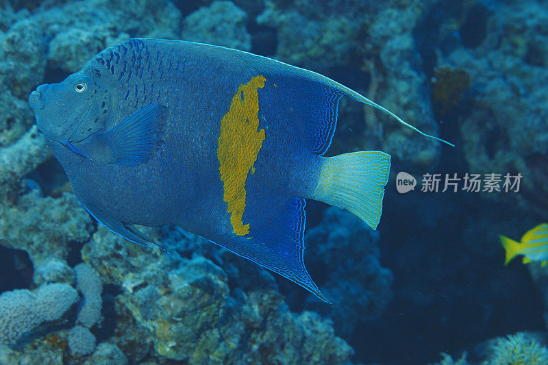 神仙鱼海洋生物。水下的珊瑚和鱼。水肺潜水员的观点。