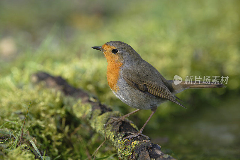 罗宾(红心rubecula)