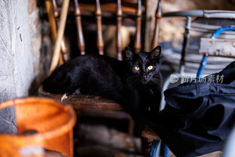 黑色短毛猫躺在阳台的椅子上