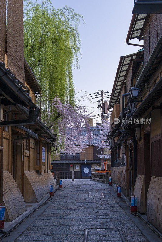 京都祗园和白川樱花和柳树，美丽的色彩，京都，京都市，东山区，京都