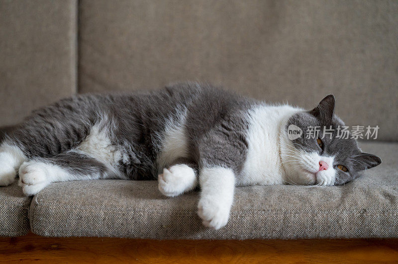 英国短毛猫躺在沙发上睡觉