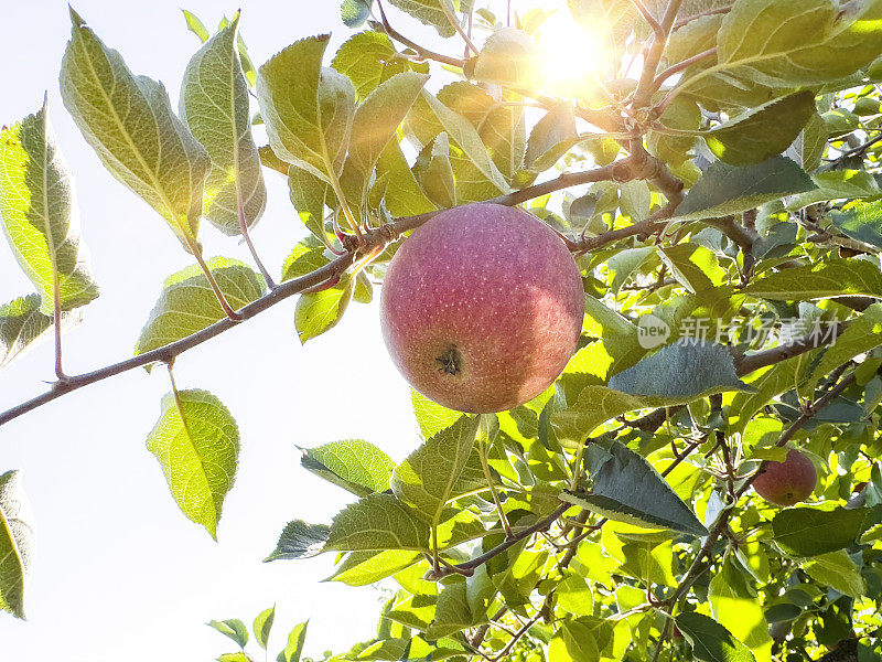 果园里苹果树上的苹果