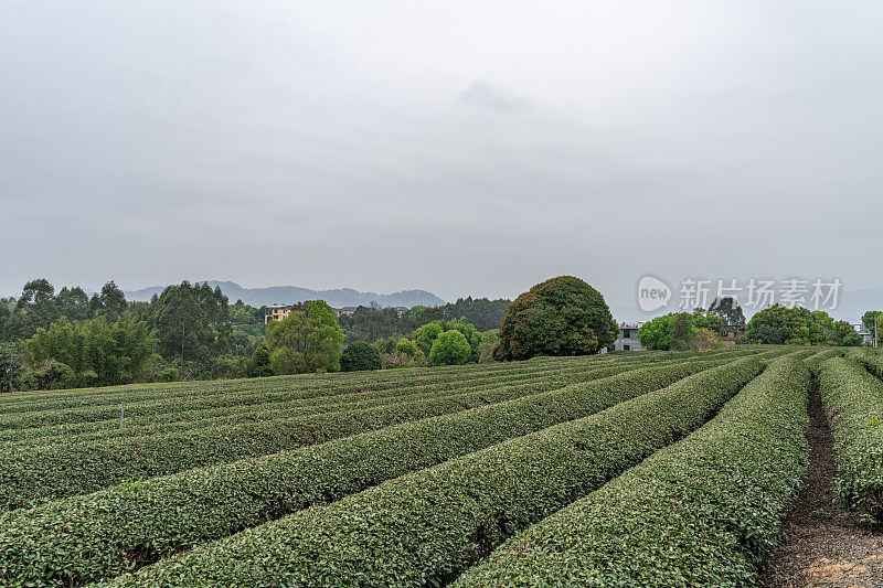 多云的早晨，茶园里的茶树