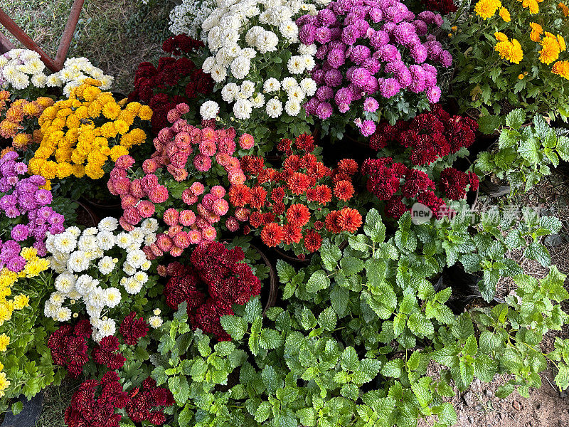 近距离图片，开花，一年生，夏季垫花在塑料盆在天井区域，多色菊花，黄色，粉红色，红色的花朵，抬高视图