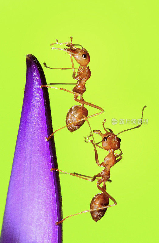 蚂蚁模仿行为-动物主题。