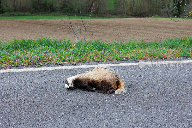 乡村公路柏油路上的死獾