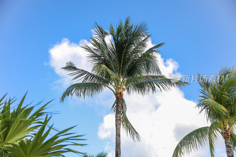 热带棕榈树象征着放松和天堂，代表着一种度假的心态。它们唤起了逃避、休闲和异国美景的感觉