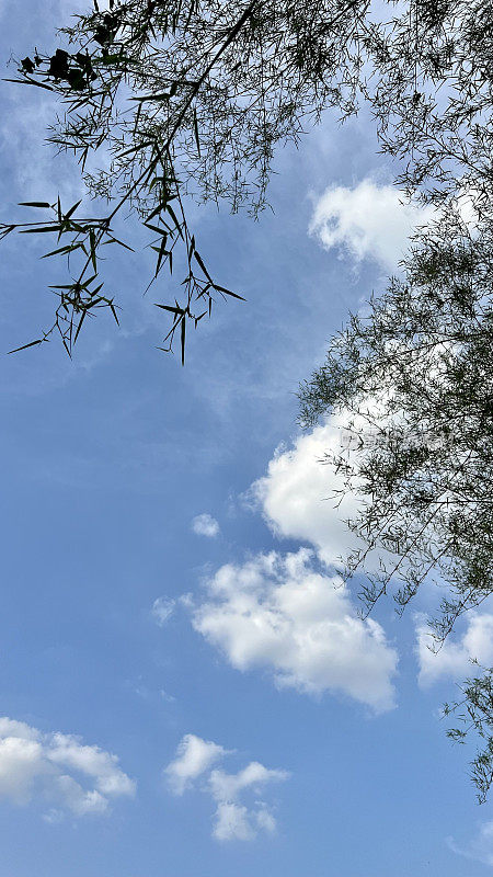 青翠的竹叶树映在蓝天上