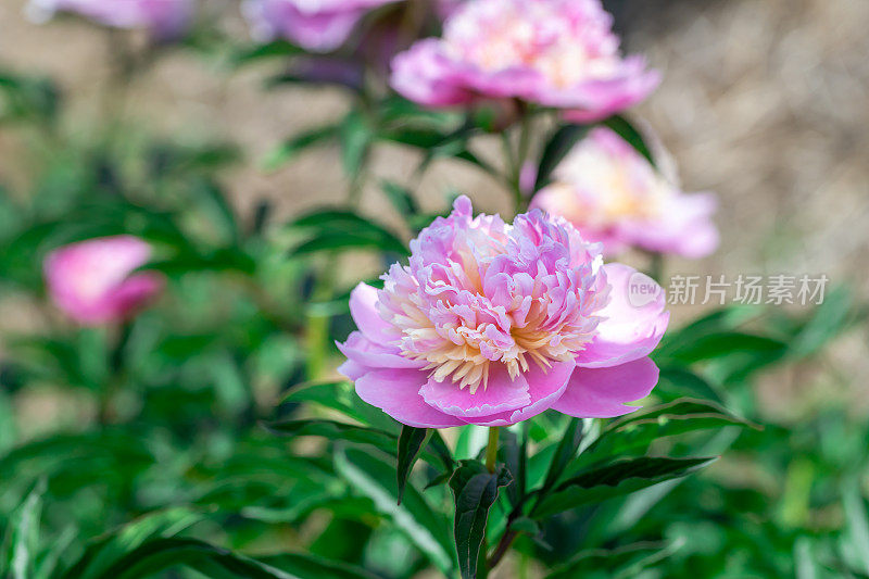 日本花园里盛开的牡丹花