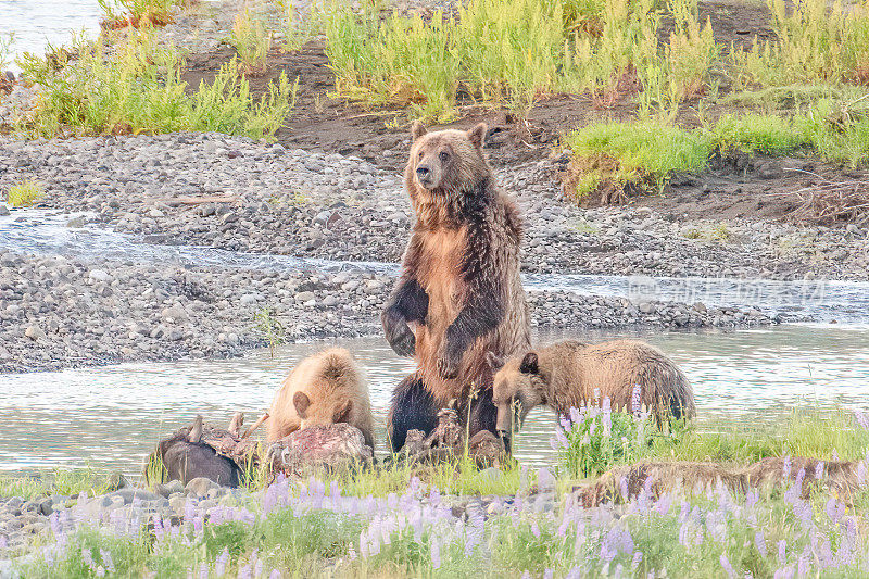 北美美国西部黄石生态系统的拉马尔河上，灰熊和幼崽站在一起