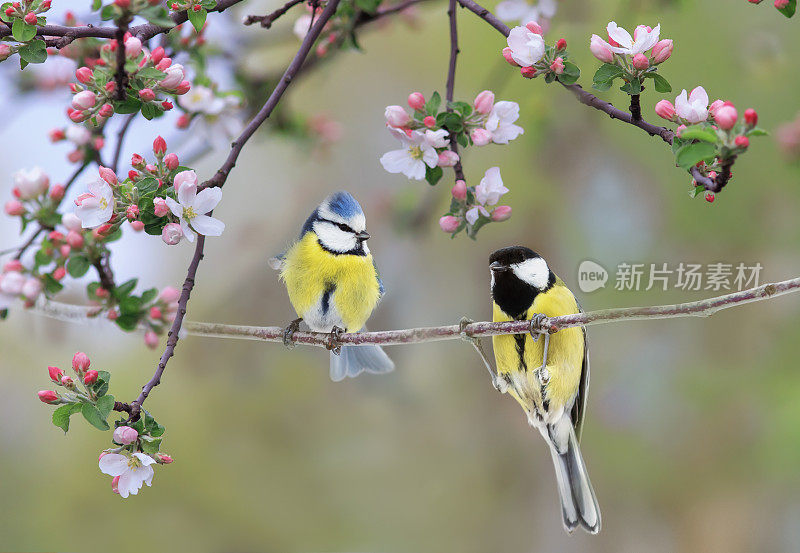 两只鸟山雀和碧蓝正坐在阳光明媚的春天花园里一棵开着粉红色花的苹果树枝上