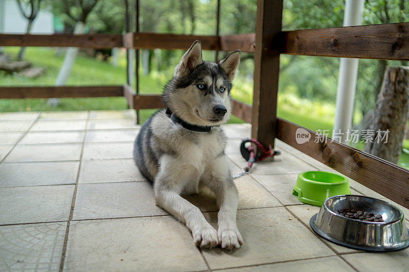 这是一只美丽的蓝眼睛哈士奇的特写镜头