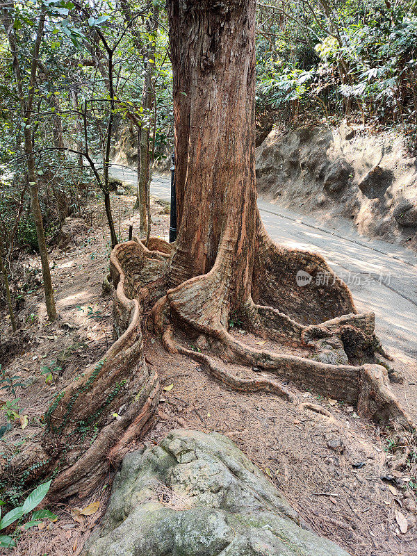 大树根，产自香港