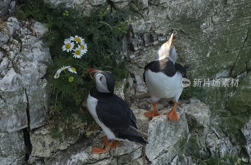 汉普顿悬崖上的海雀