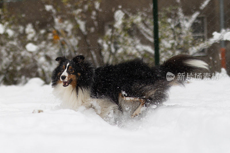 设得兰牧羊犬在雪地里玩耍