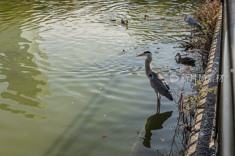 白鹭站在日本大阪天王寺公园的湖中